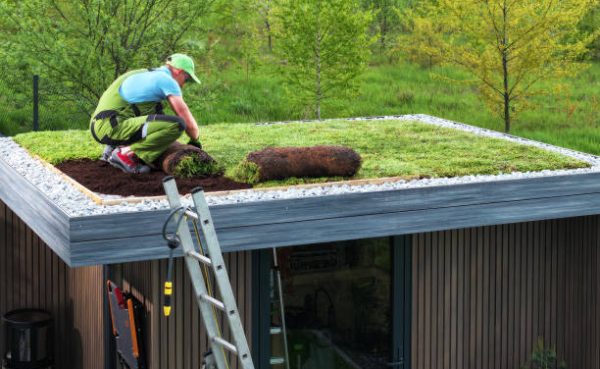 Professional Caucasian Gardener Building Sedum Green Roof on Top of a Modern Shed