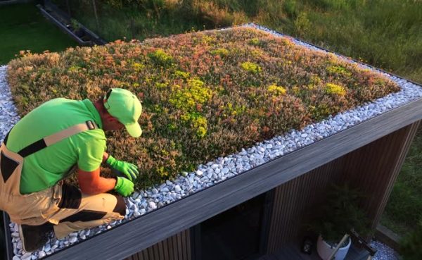 Gardener Checking on a Sedum Living Roof During Scenic Sunset